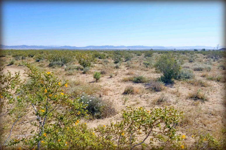 Joshua Tree Acreage For Sale